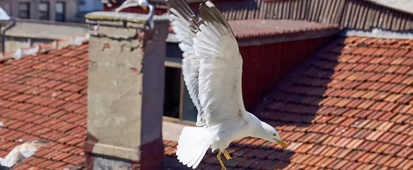 Residential Chimney Animal Removal Solution in La Vista, NE