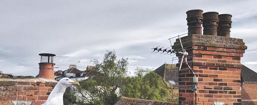 Chimney Cleaning And Restoration in La Vista, Nebraska